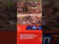 Hutan dibabat, Gajah Kehilangan Rumah
