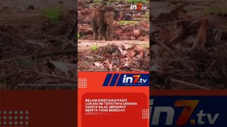 Hutan dibabat, Gajah Kehilangan Rumah