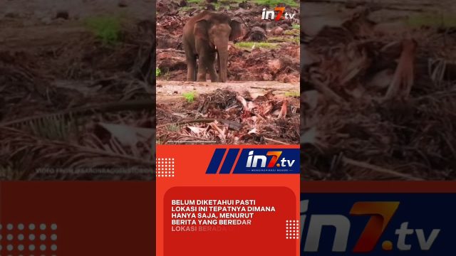Hutan dibabat, Gajah Kehilangan Rumah